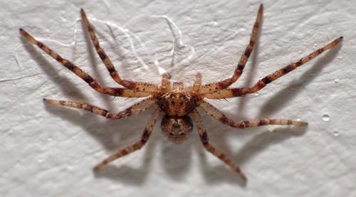 Philodromus_sl sp.