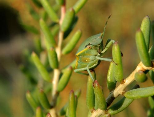 Réf. 170 150 : Brachynema cinctum