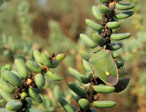 Réf. 170 148 : Brachynema cinctum