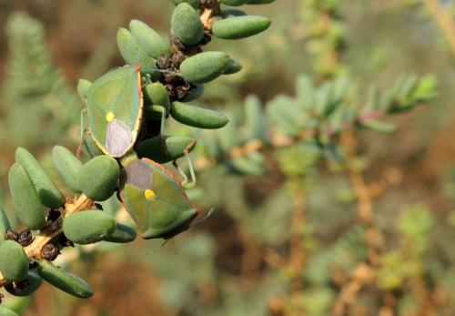 Réf. 170 149 : Brachynema cinctum