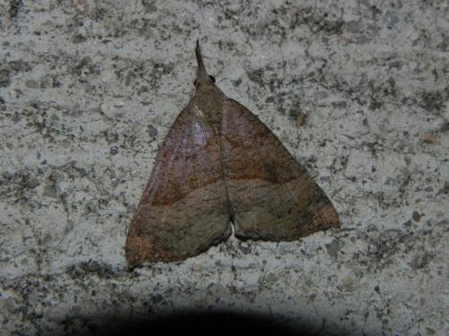 Réf. 170 324 : Hypena proboscidalis