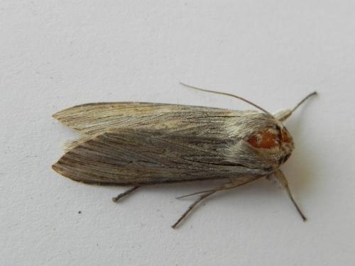 Réf. 170 315 : Cucullia umbratica
