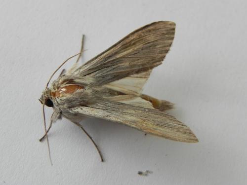 Réf. 170 316 : Cucullia umbratica