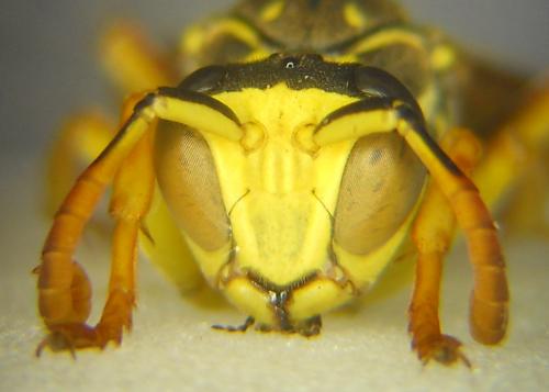 Réf. 170 460 : Polistes nimpha