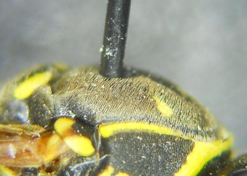Polistes nimpha