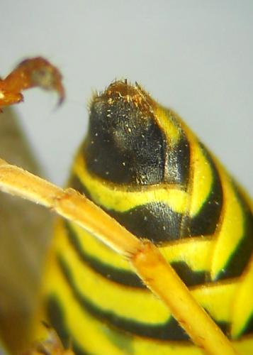 Polistes nimpha