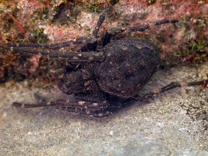 Réf. 170 950 : Nuctenea umbratica