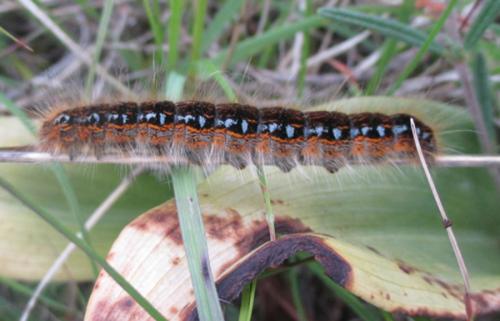 Malacosoma franconica