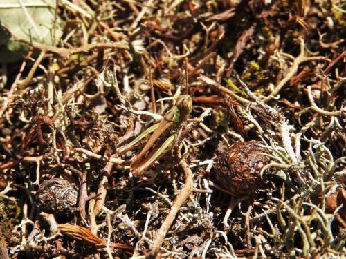 Réf. 170 274 : Omocestus petraeus