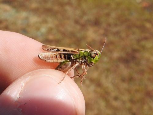 Réf. 170 275 : Omocestus petraeus