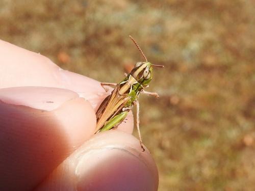 Omocestus petraeus
