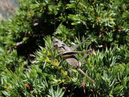 Antaxius florezi