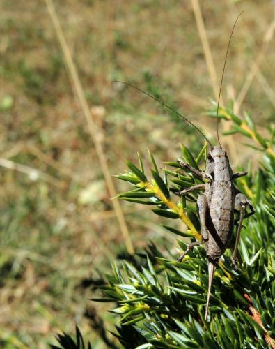 Antaxius florezi