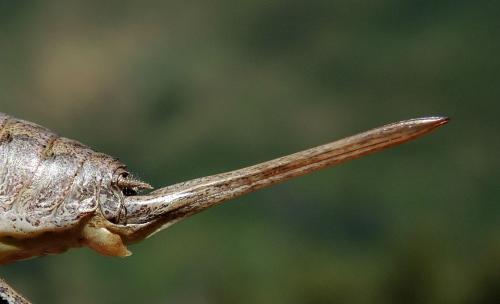 Antaxius florezi