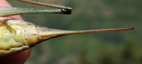Antaxius florezi