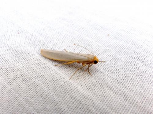 Eilema caniola
