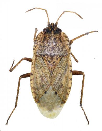 Réf. 170 430 : Emblethis angustus