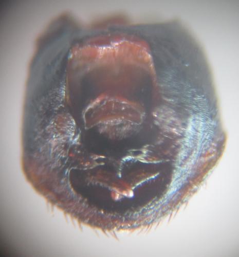Réf. 170 431 : Emblethis angustus