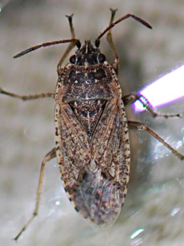 Emblethis denticollis