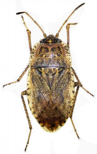 Réf. 170 238 : Emblethis ciliatus