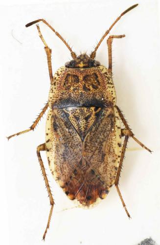 Réf. 170 725 : Emblethis ciliatus
