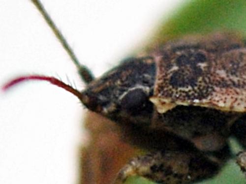 Emblethis denticollis