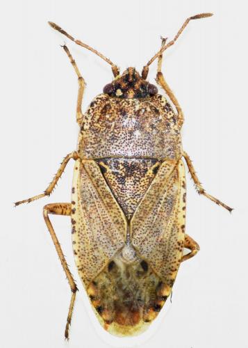 Réf. 170 300 : Emblethis griseus