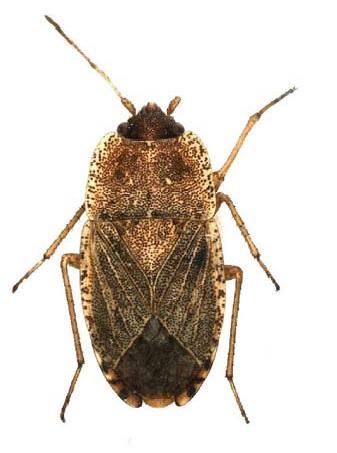 Emblethis proximus