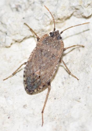 Emblethis verbasci