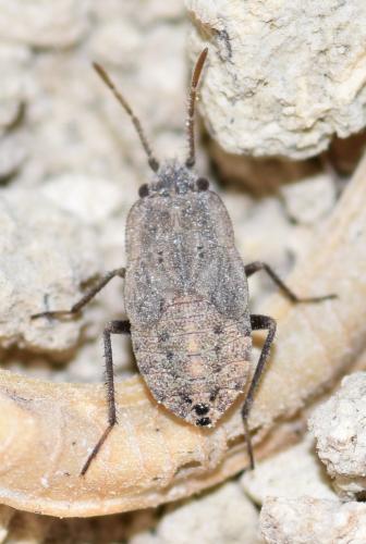 Réf. 170 240 : Emblethis ciliatus