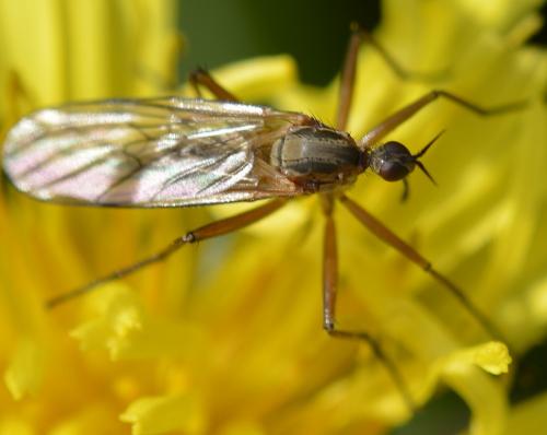 Réf. 170 474 : Empis punctata