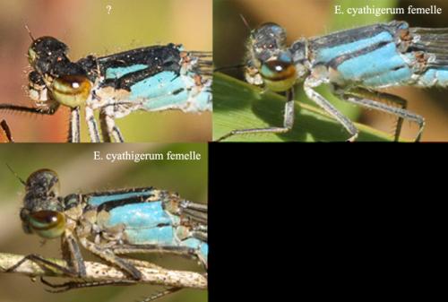 Réf. 170 913 : Enallagma cyathigerum
