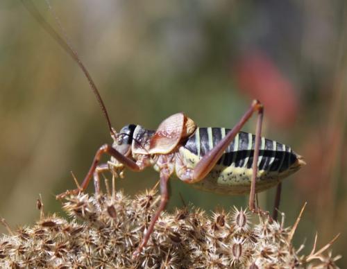 Ephippiger diurnus diurnus