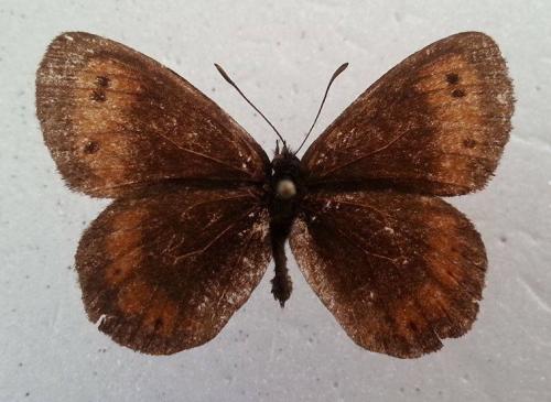 Erebia ligea