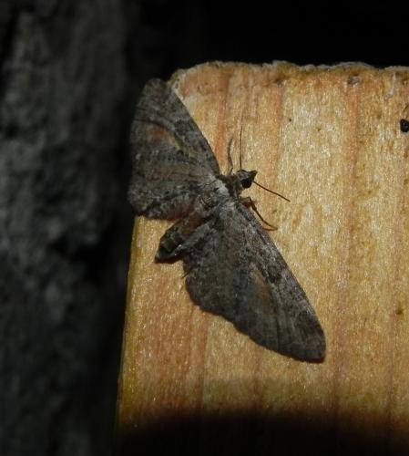 Réf. 170 250 : Eupithecia icterata