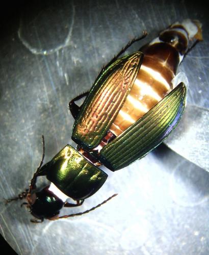 Réf. 170 846 : Poecilus sp.