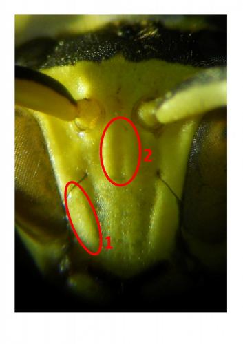 Polistes nimpha