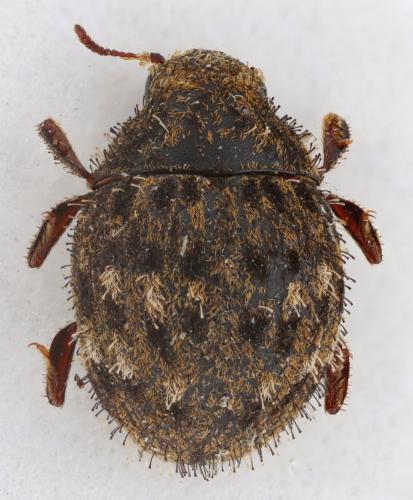 Curimus lariensis