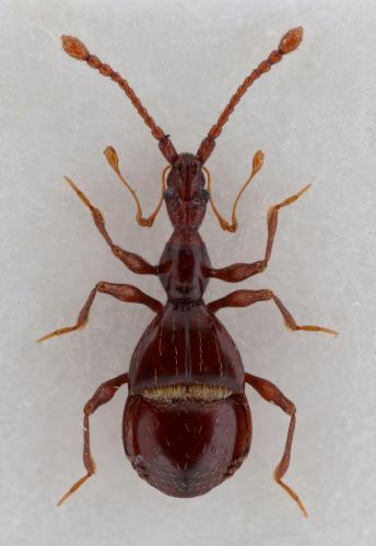 Pselaphostomus stussineri