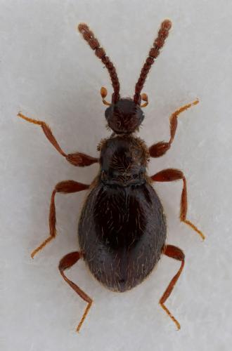 Réf. 170 500 : Euconnus bedeli