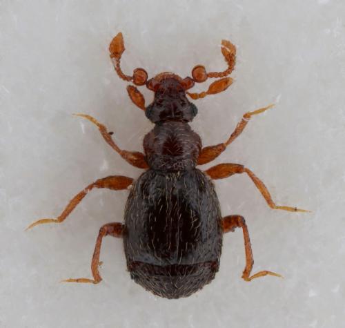 Réf. 170 502 : Bryaxis collaris