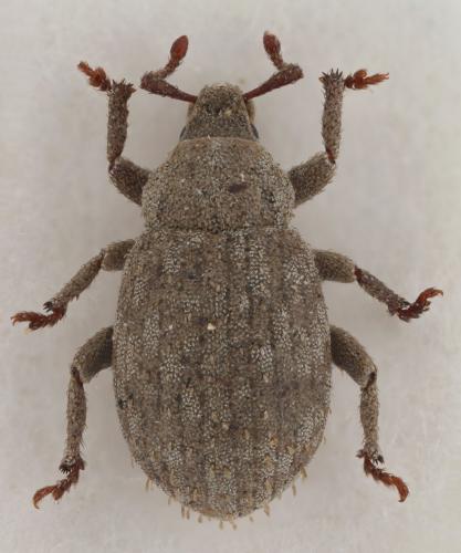 Romualdius scaber