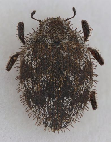 Curimopsis sp.
