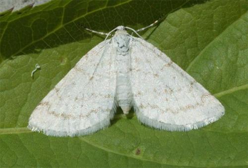 Mesotype verberata