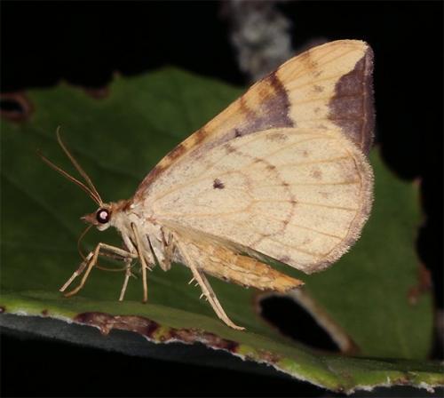 Réf. 170 303 : Eulithis populata