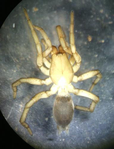 Réf. 170 847 : Haplodrassus sp.