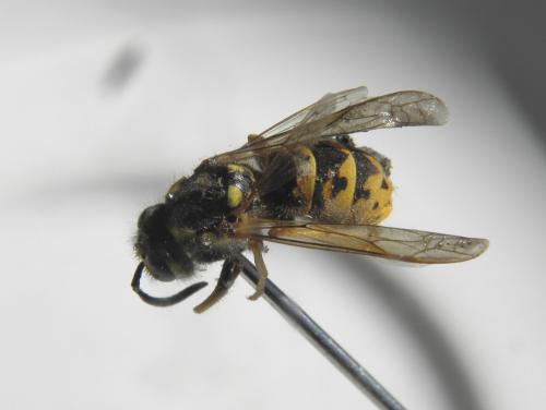 Vespula sp.