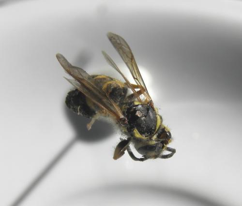Vespula sp.