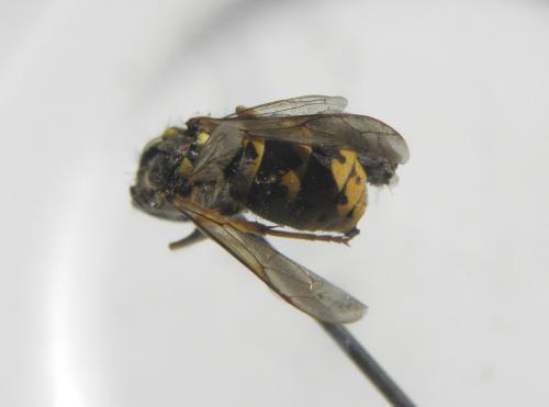 Réf. 170 233 : Vespula sp.