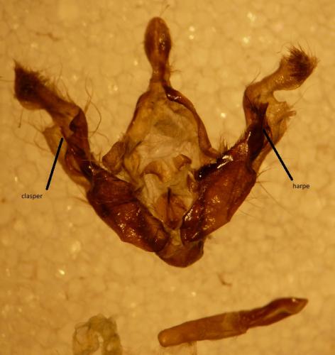 Anarta stigmosa
